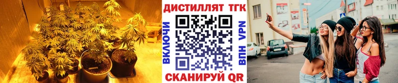 магазин    Камызяк  ТГК гашишное масло 